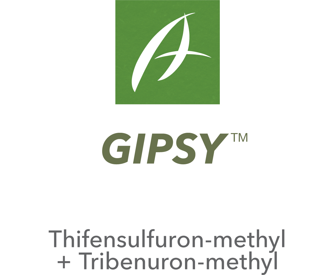 Gipsy™