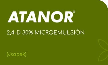 ATANOR  |  2,4-D 30% MICROEMULSIÓN |  (Jaspek)