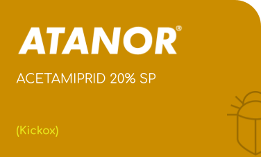 ATANOR | ACETAMIPRID 20% SP | (Kickox)