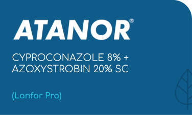 ATANOR | CYPROCONAZOLE 8% + AZOXYSTROBIN 20% SC | (Lanfor Pro)