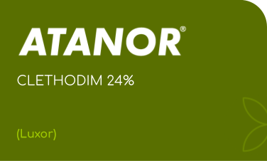 ATANOR | CLETHODIM 24% EC | (Luxor)