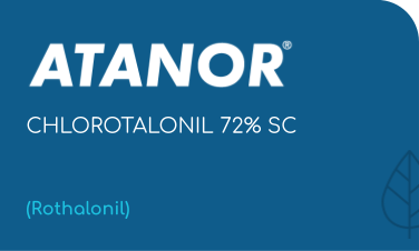 ATANOR | CHLOROTHALONIL 72% SC | (Rothalonil)