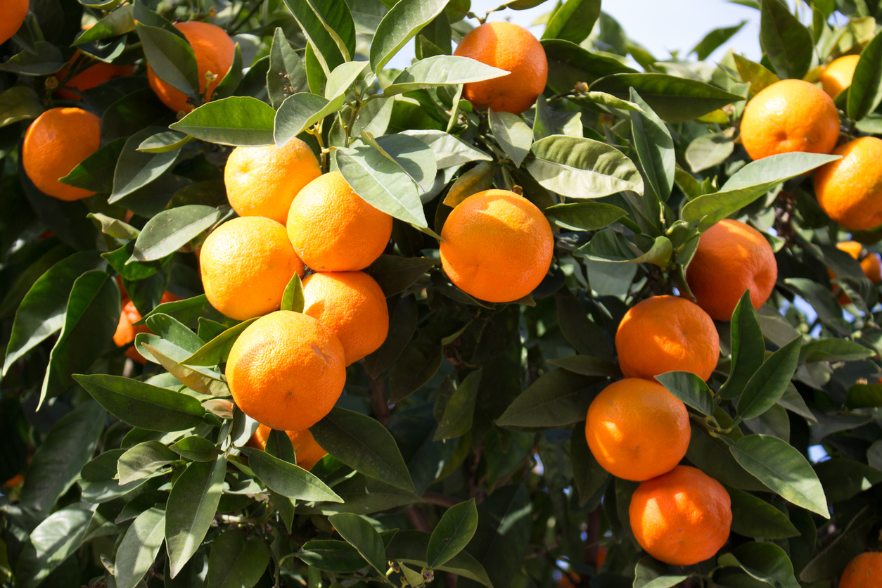 Citrus