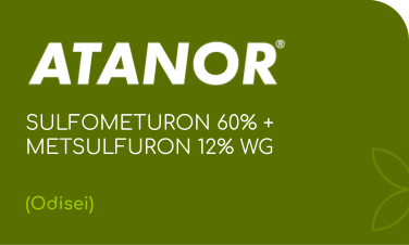 ATANOR | SULFOMETURON 60% + METSULFURON 12% WG | (Odisei)