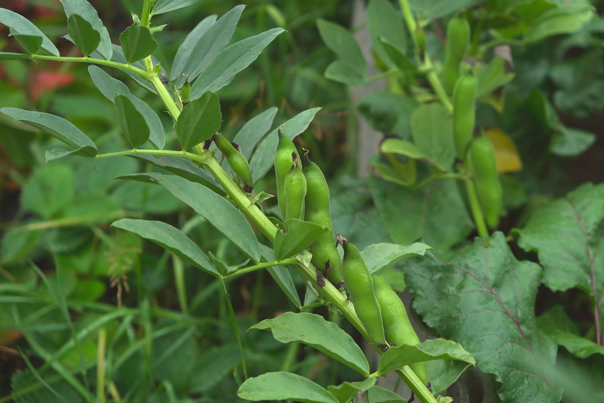 Faba Beans