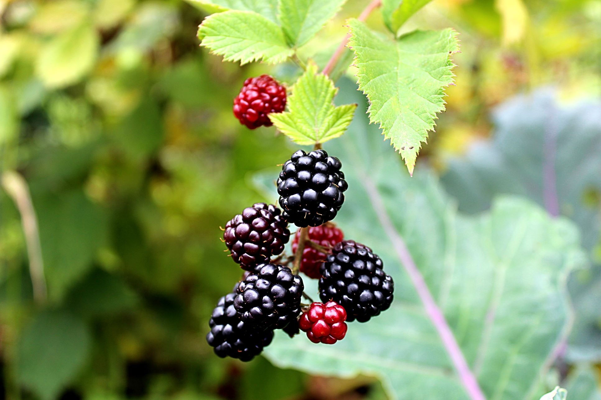 Boysenberry