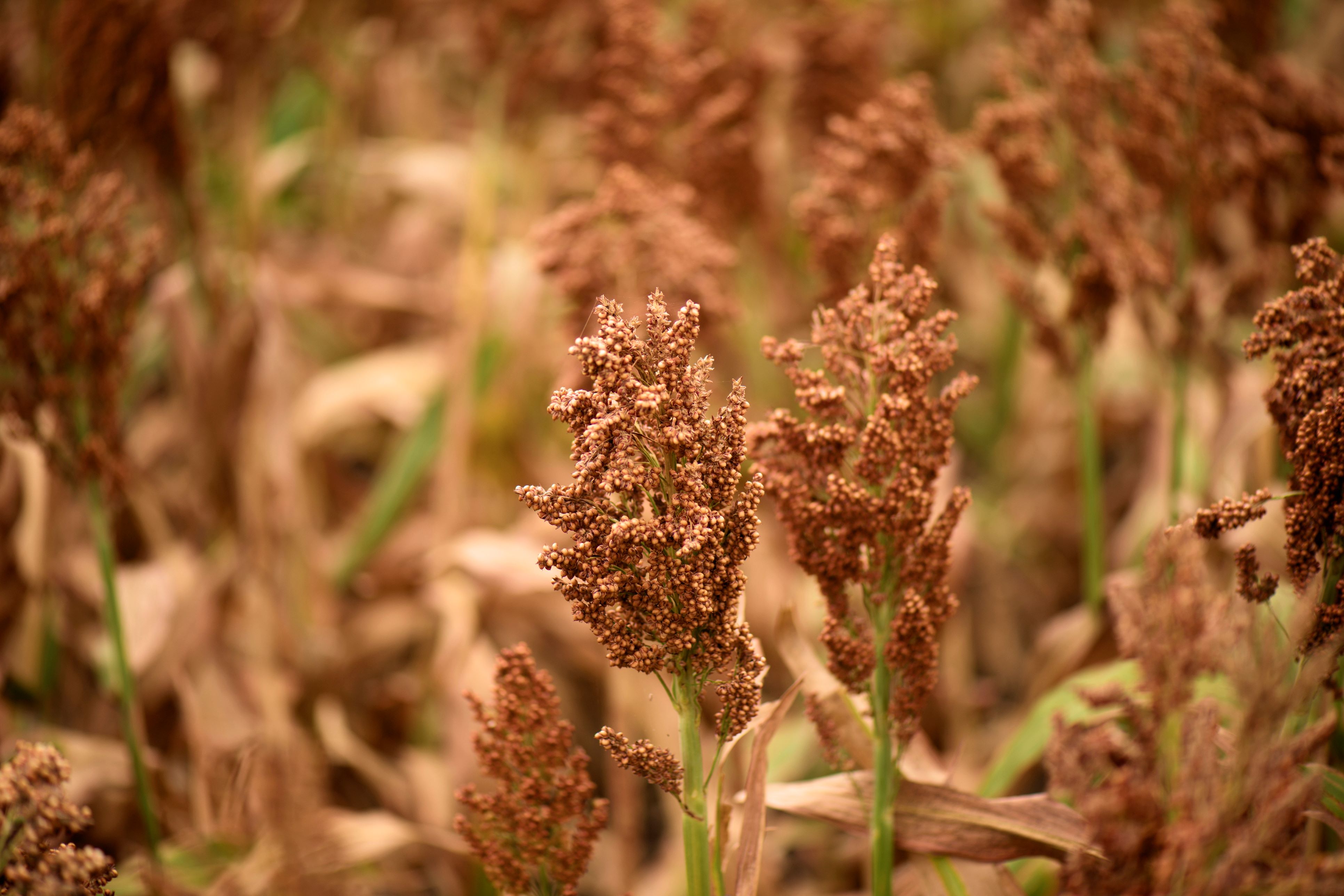 Sorghum