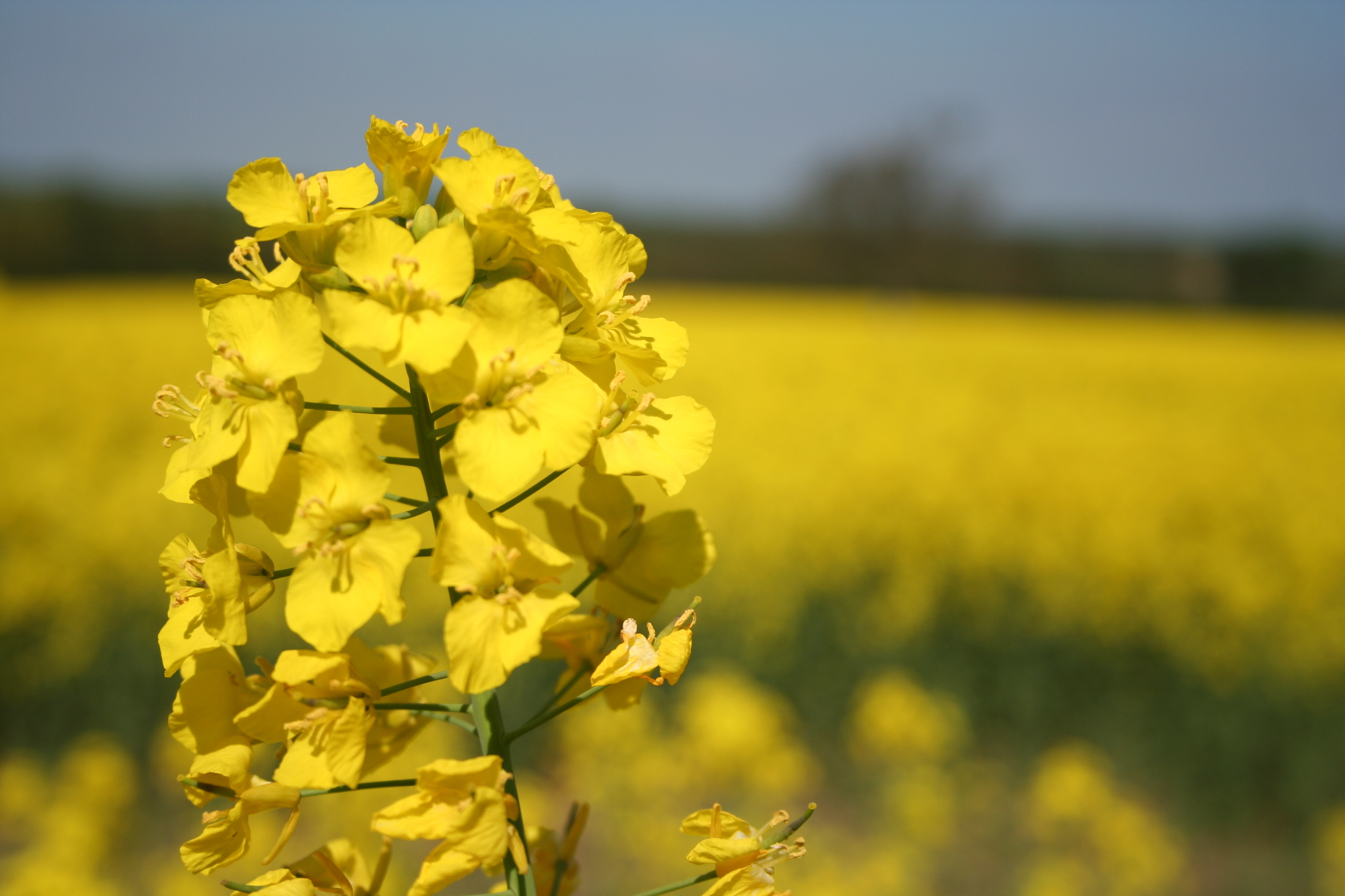 Canola