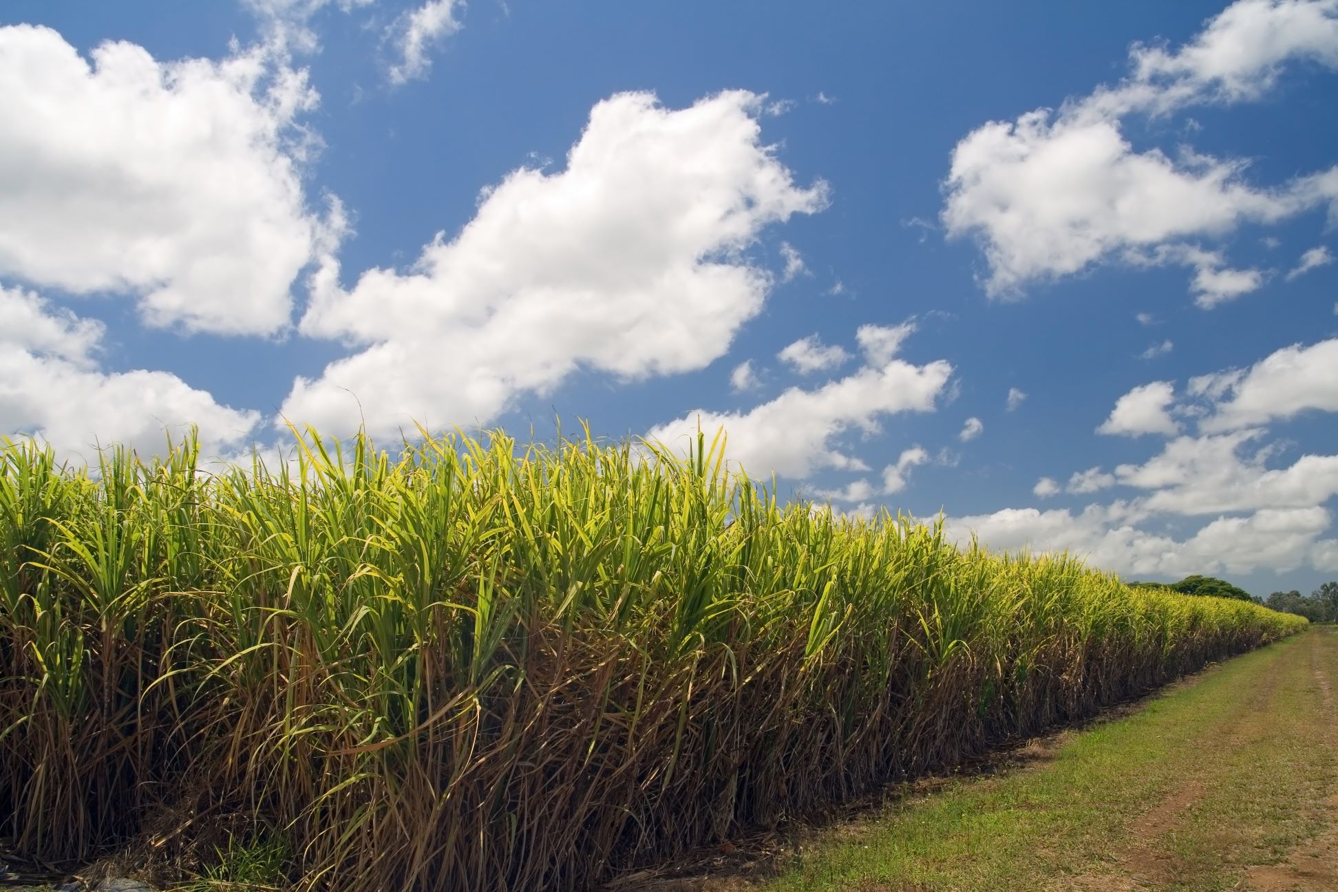 Sugar Cane