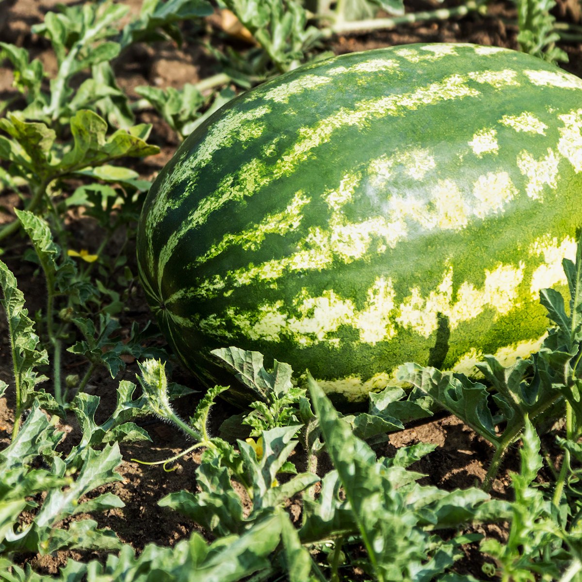 Sandia