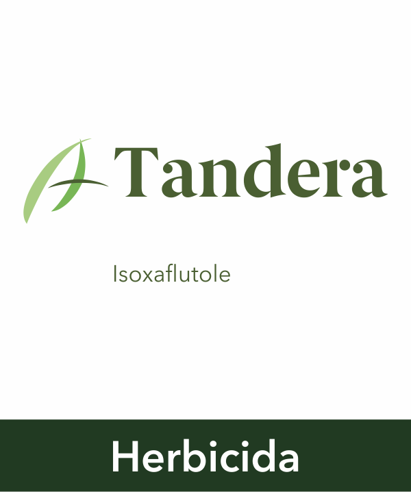 Tandera