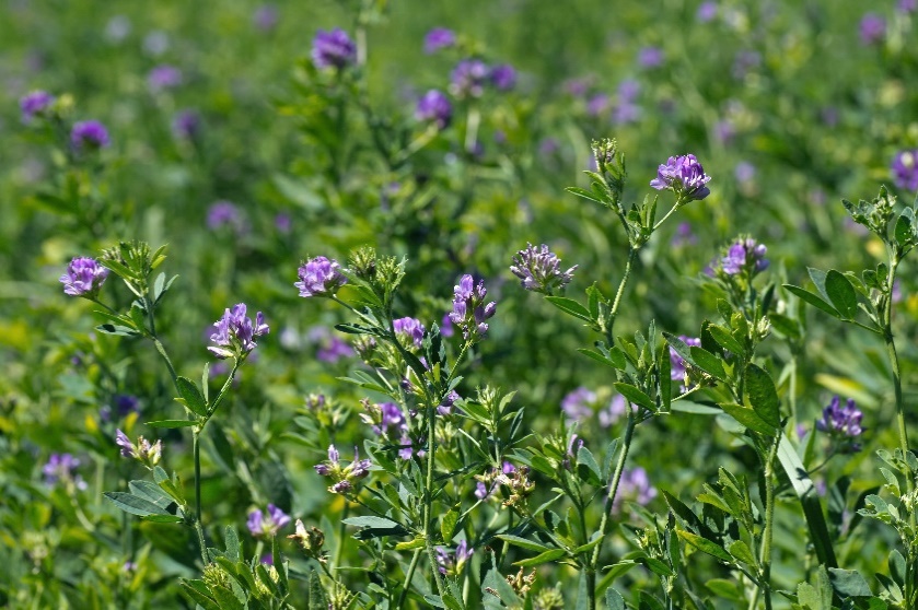 Alfalfa