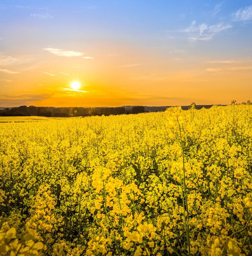 Canola