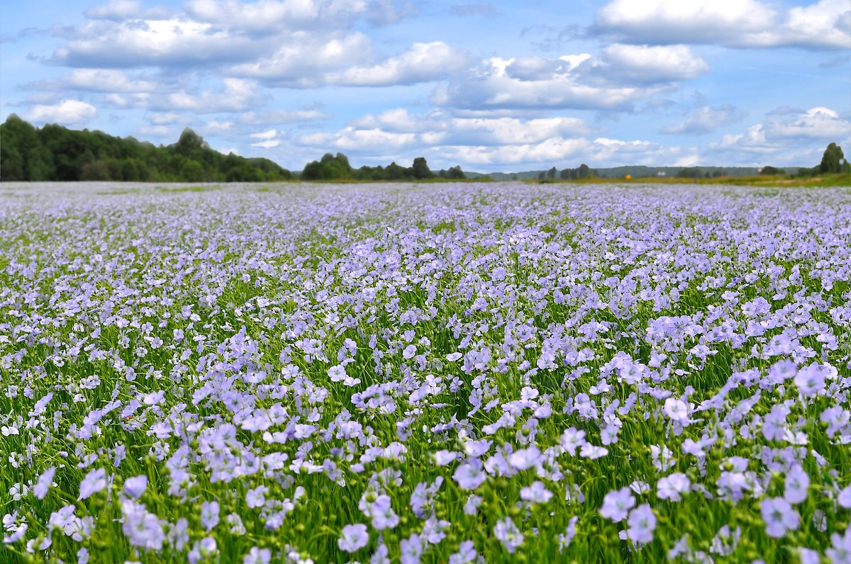 Flax