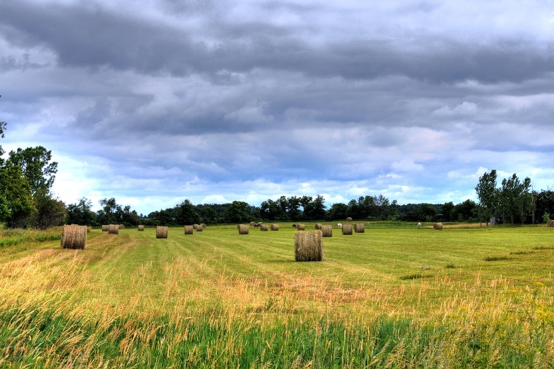 Pasture/Rangeland