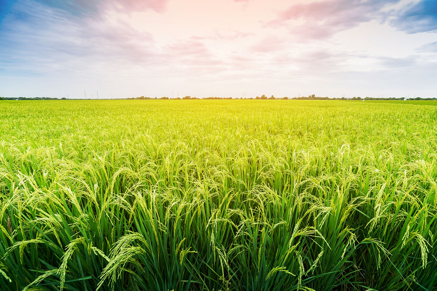 Farmer in field