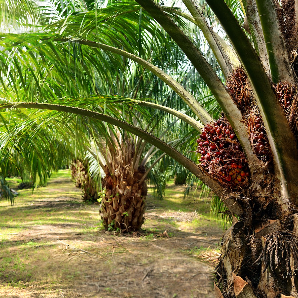 Aceite de palma