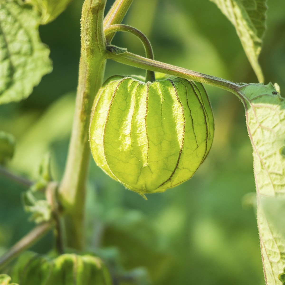 Cape Gooseberry