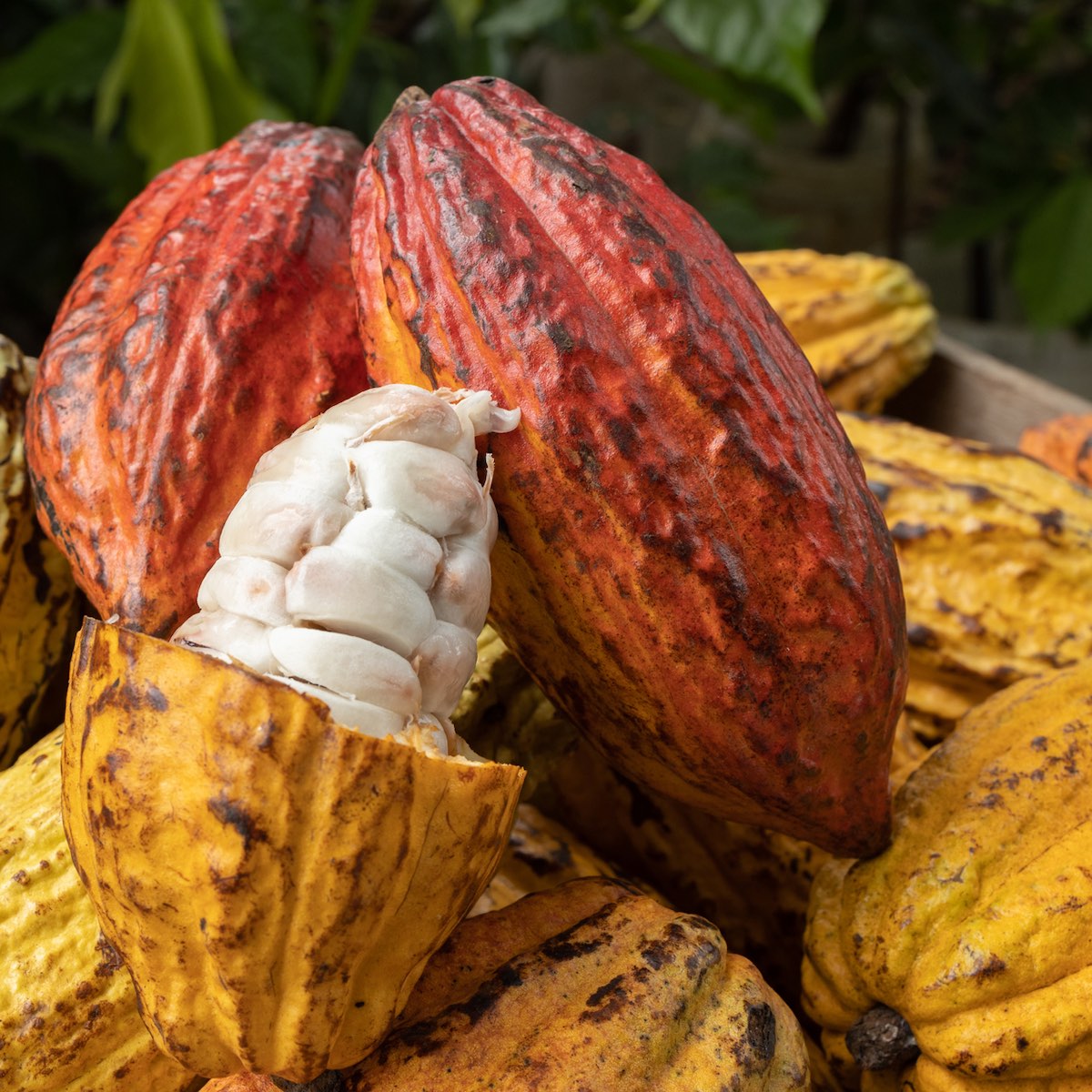 Cacao