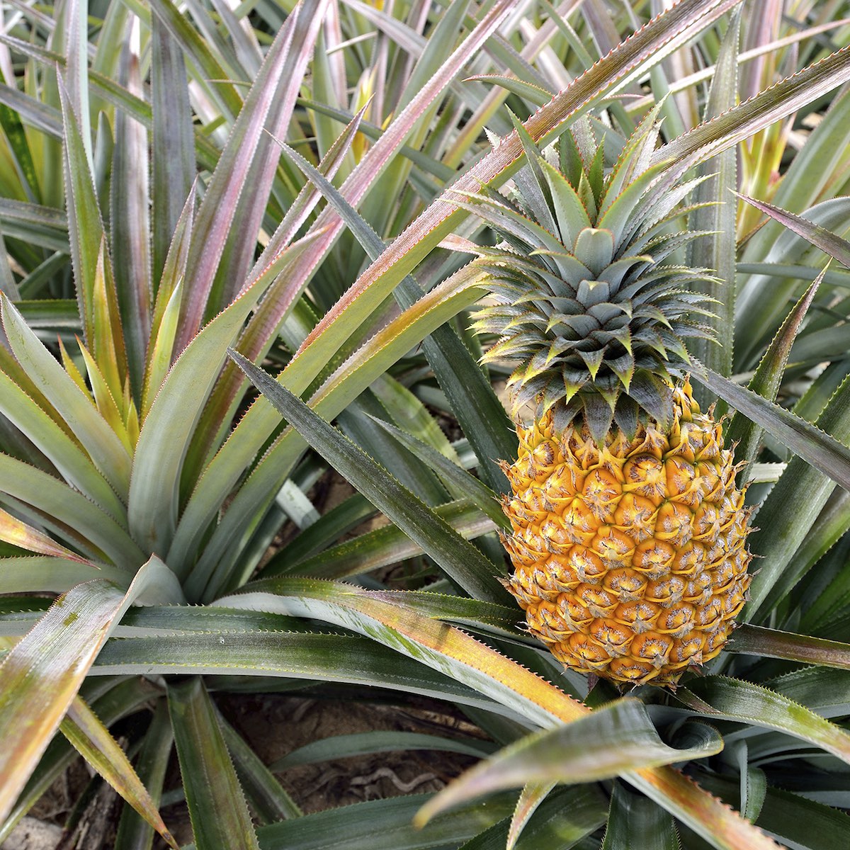 Pineapple