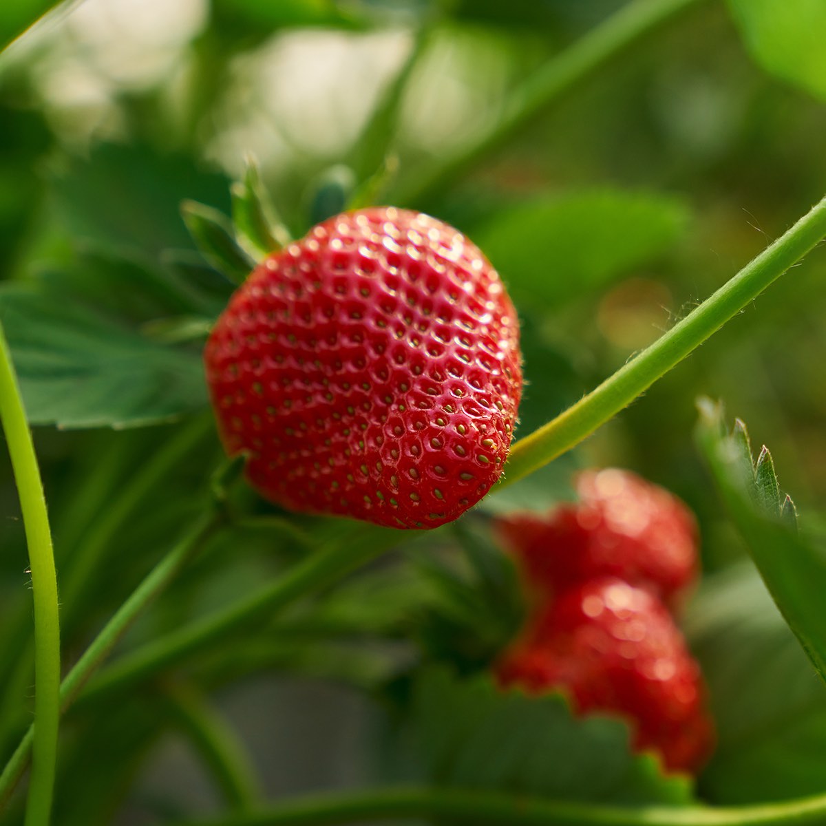 Strawberry