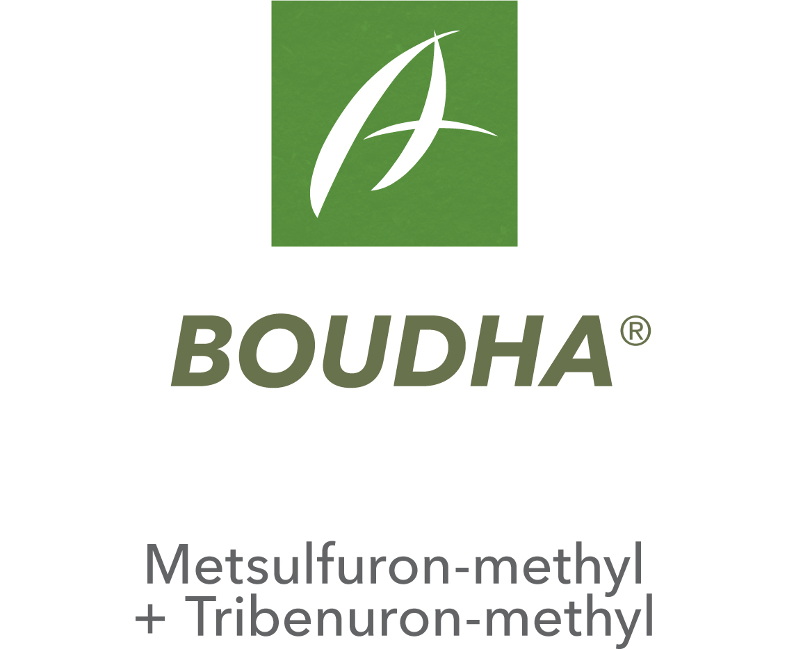 Boudha®