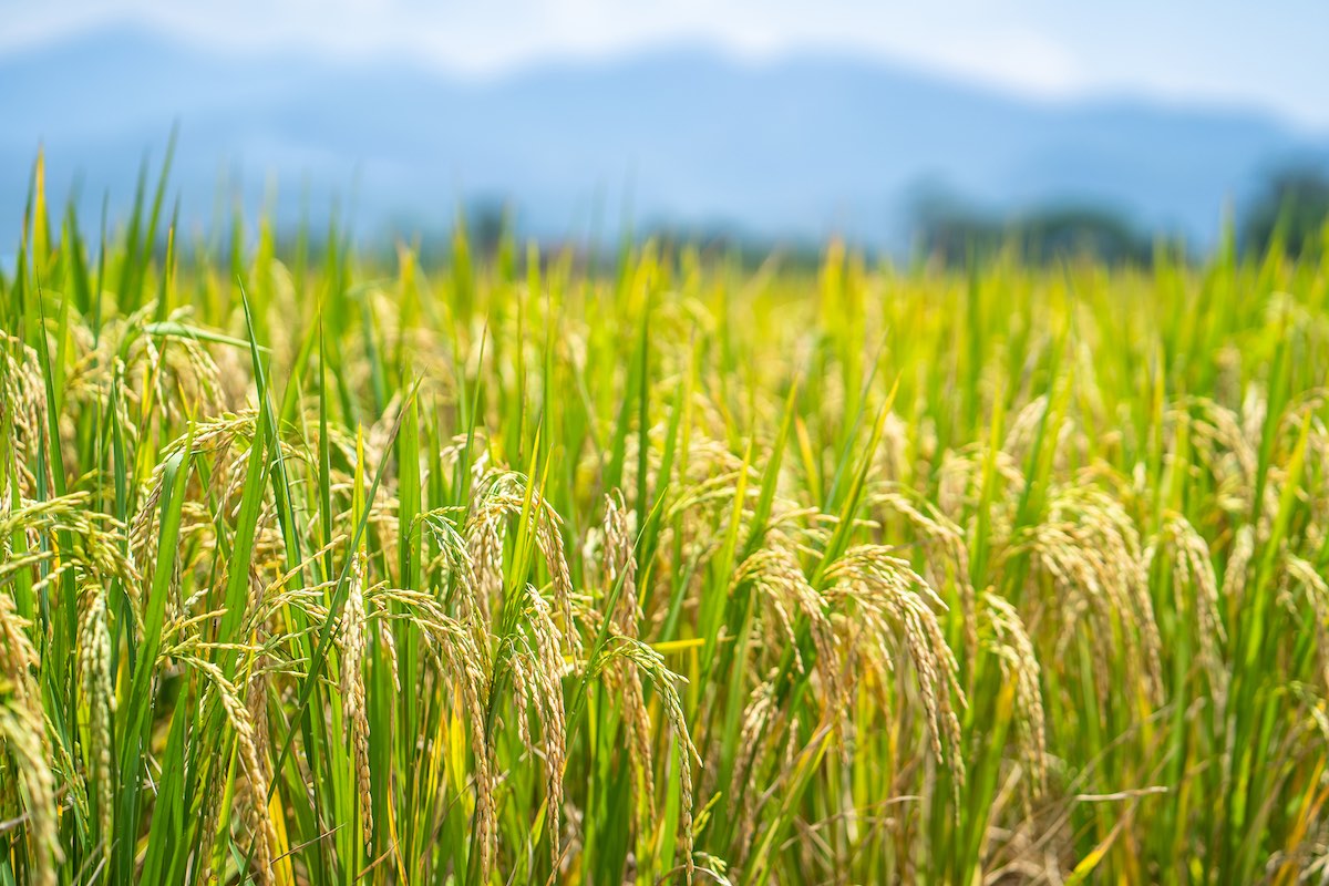 Farmer in field