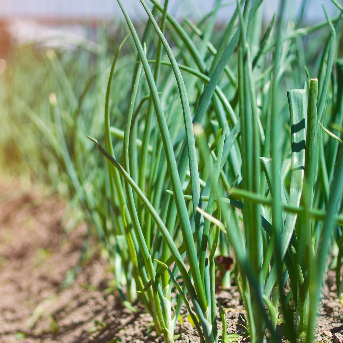 Chive