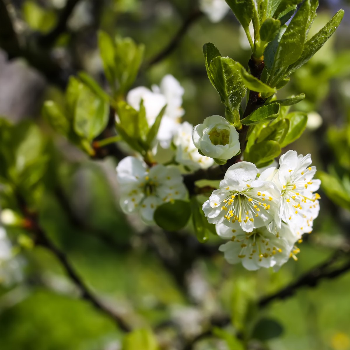 Fruit Trees