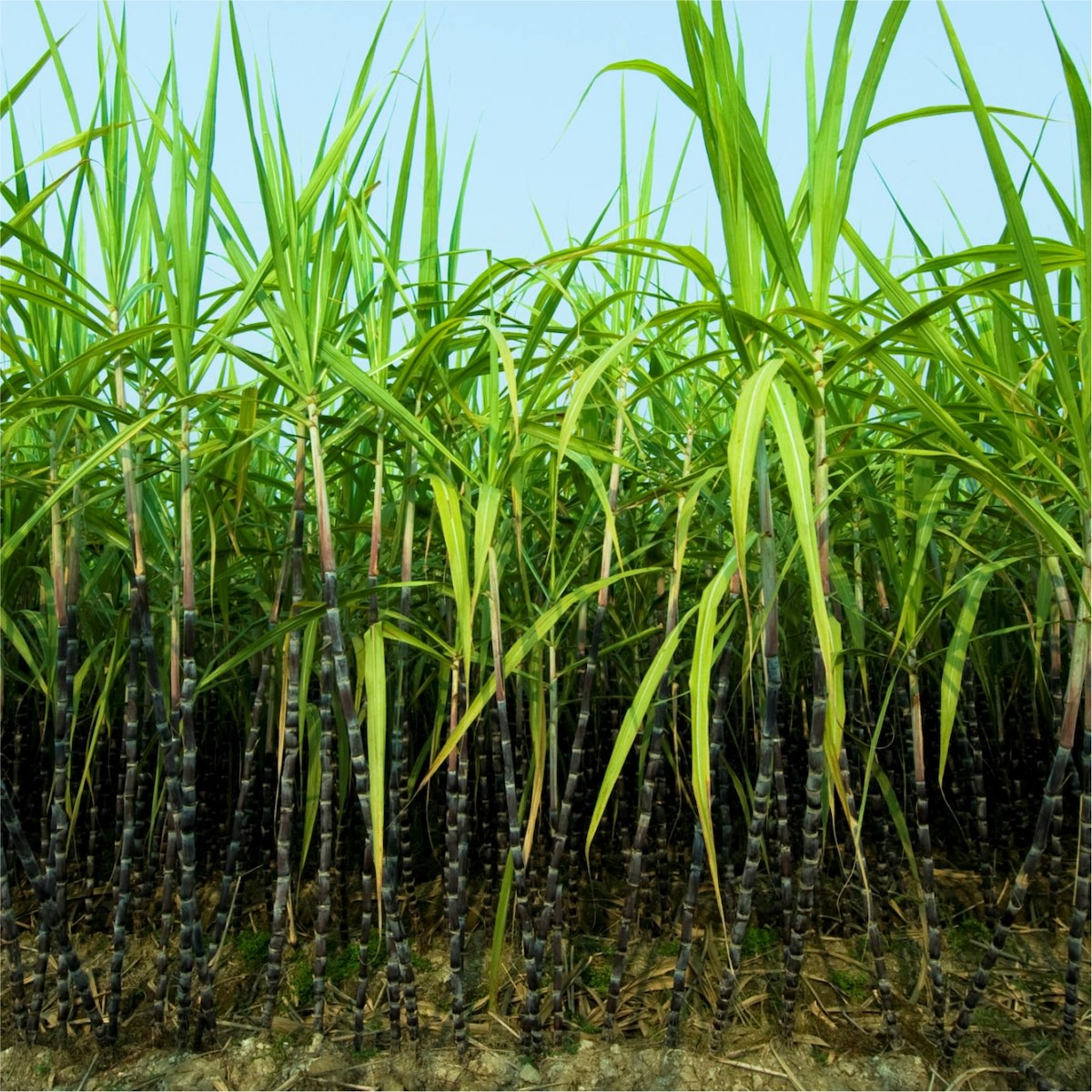 Sugarcane