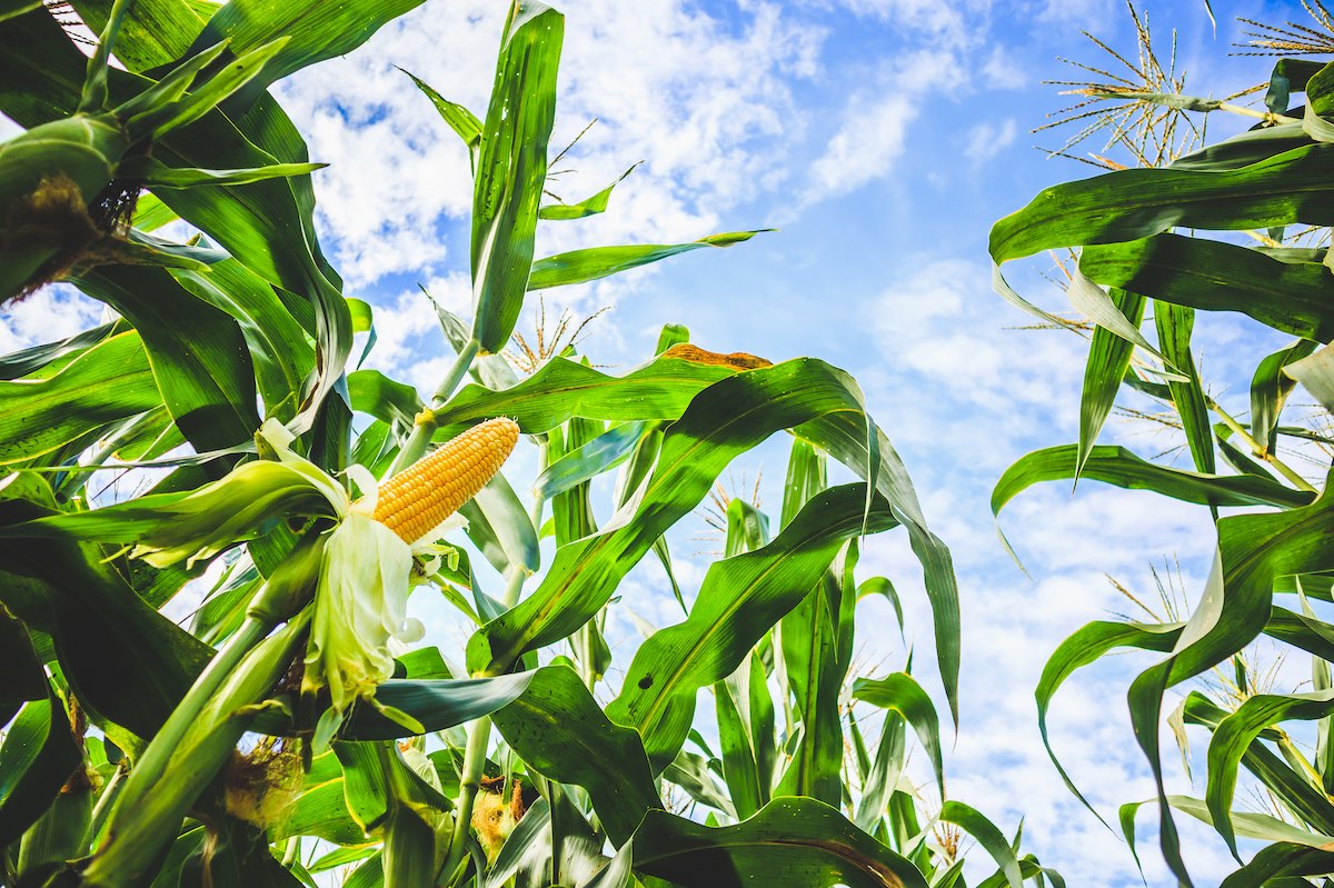 Jagung