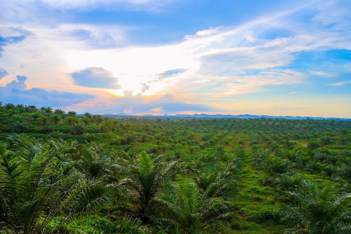 Kelapa Sawit