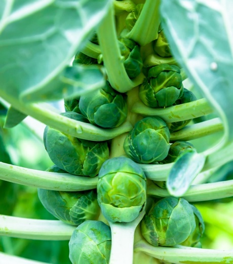 Brussels Sprouts