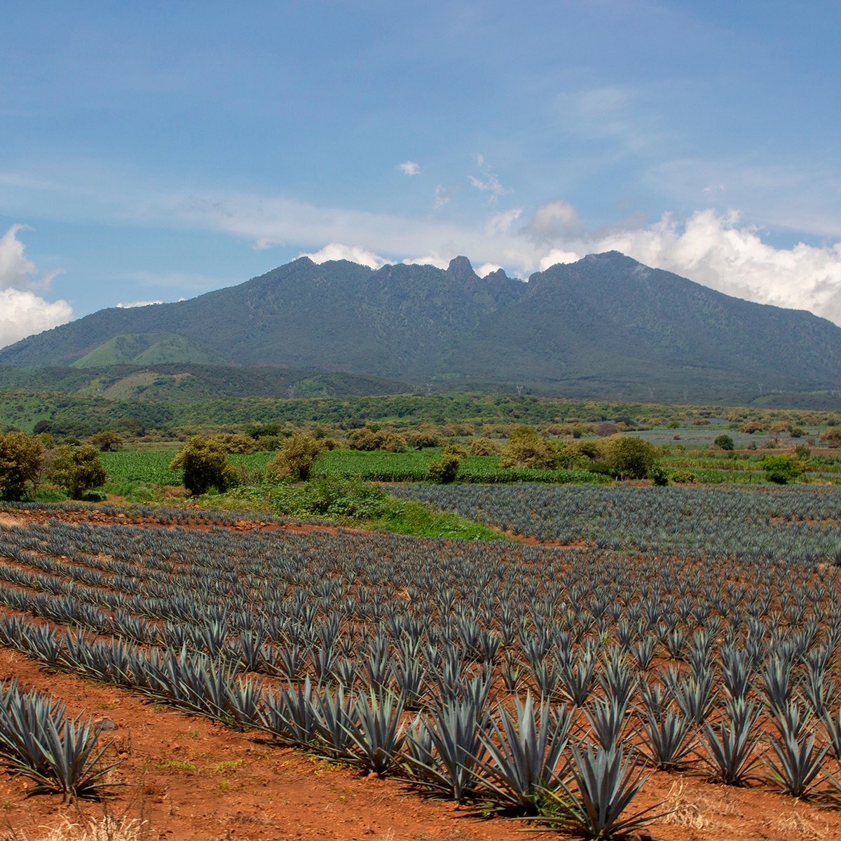 Agave