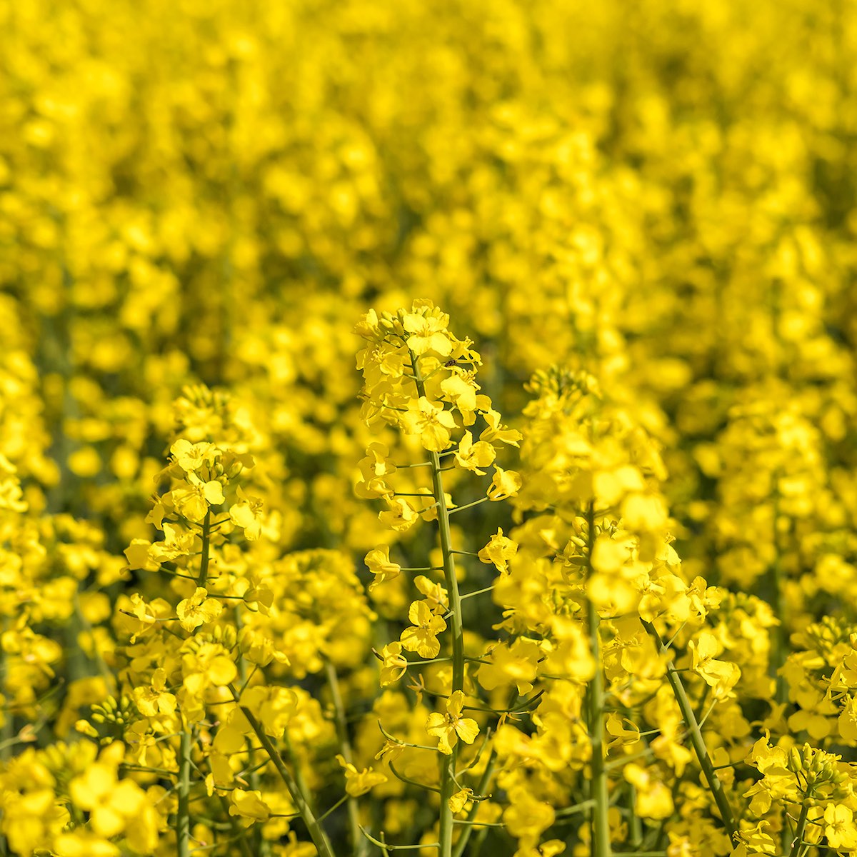 Canola