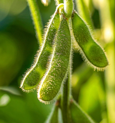 Soybean