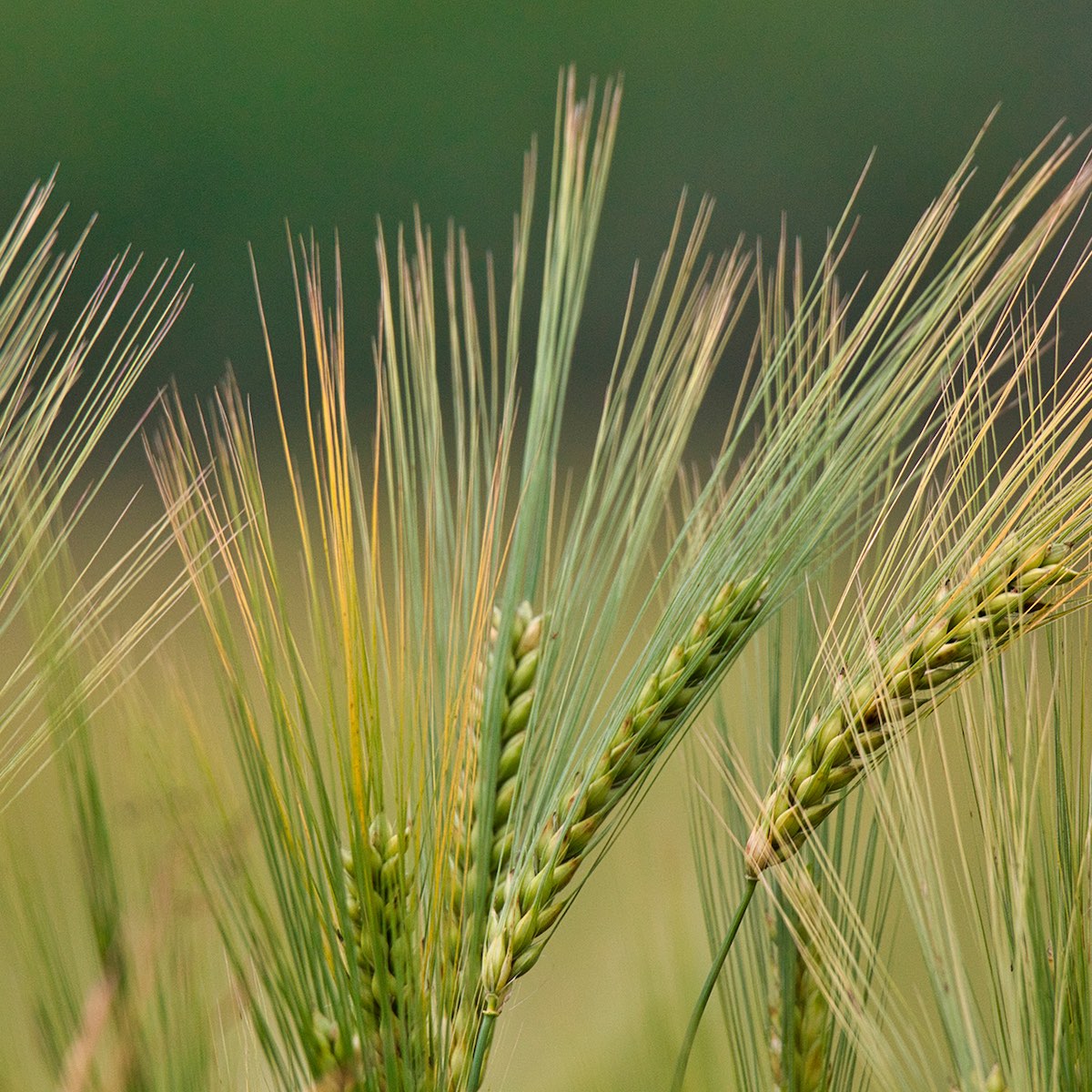 Triticale