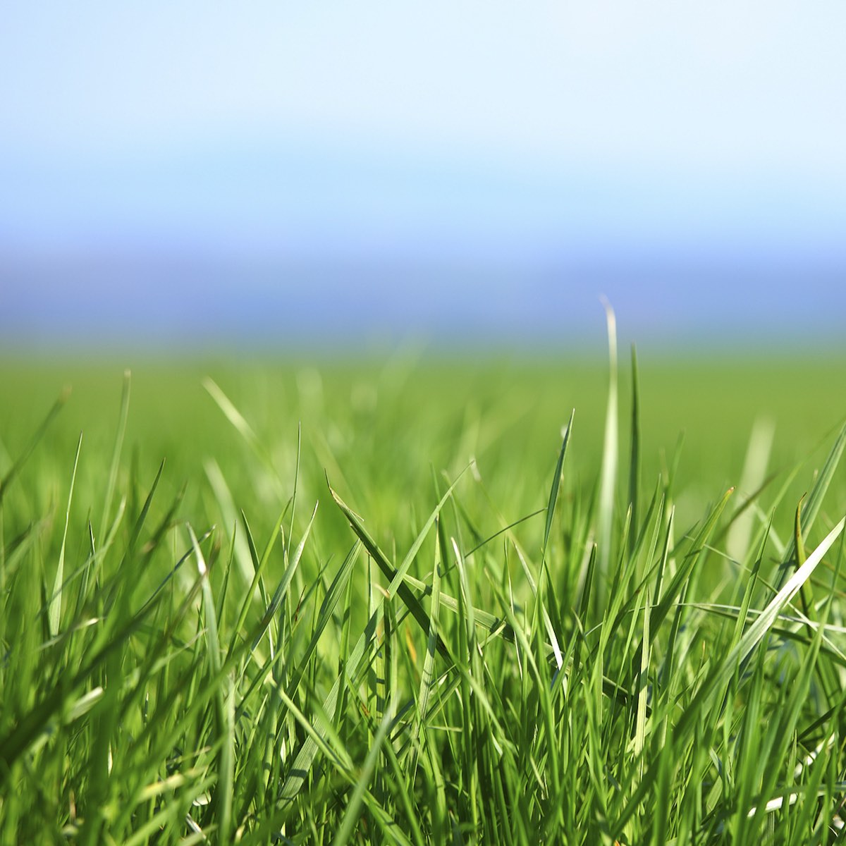 Pasture/Rangeland