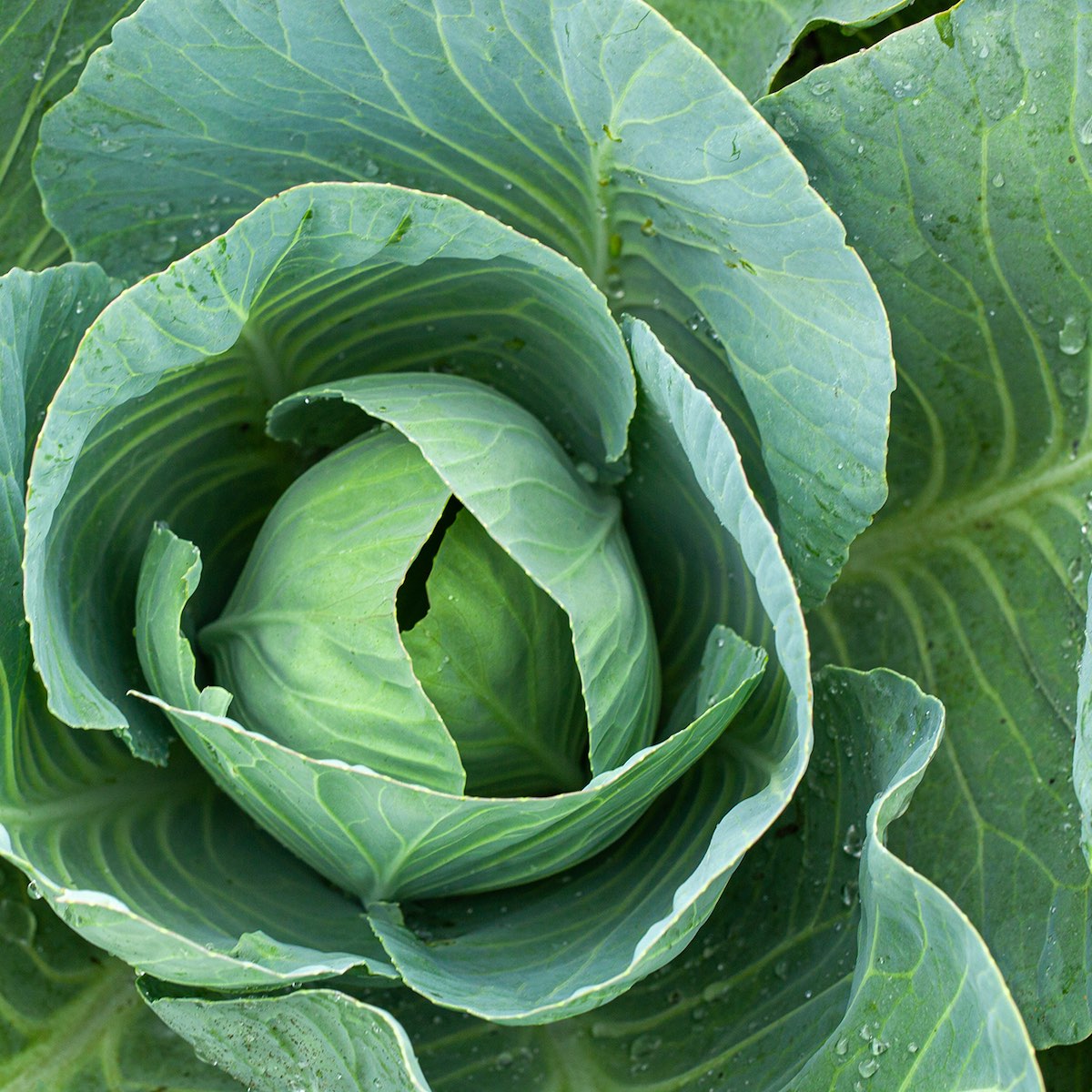 Cabbage Sprouts