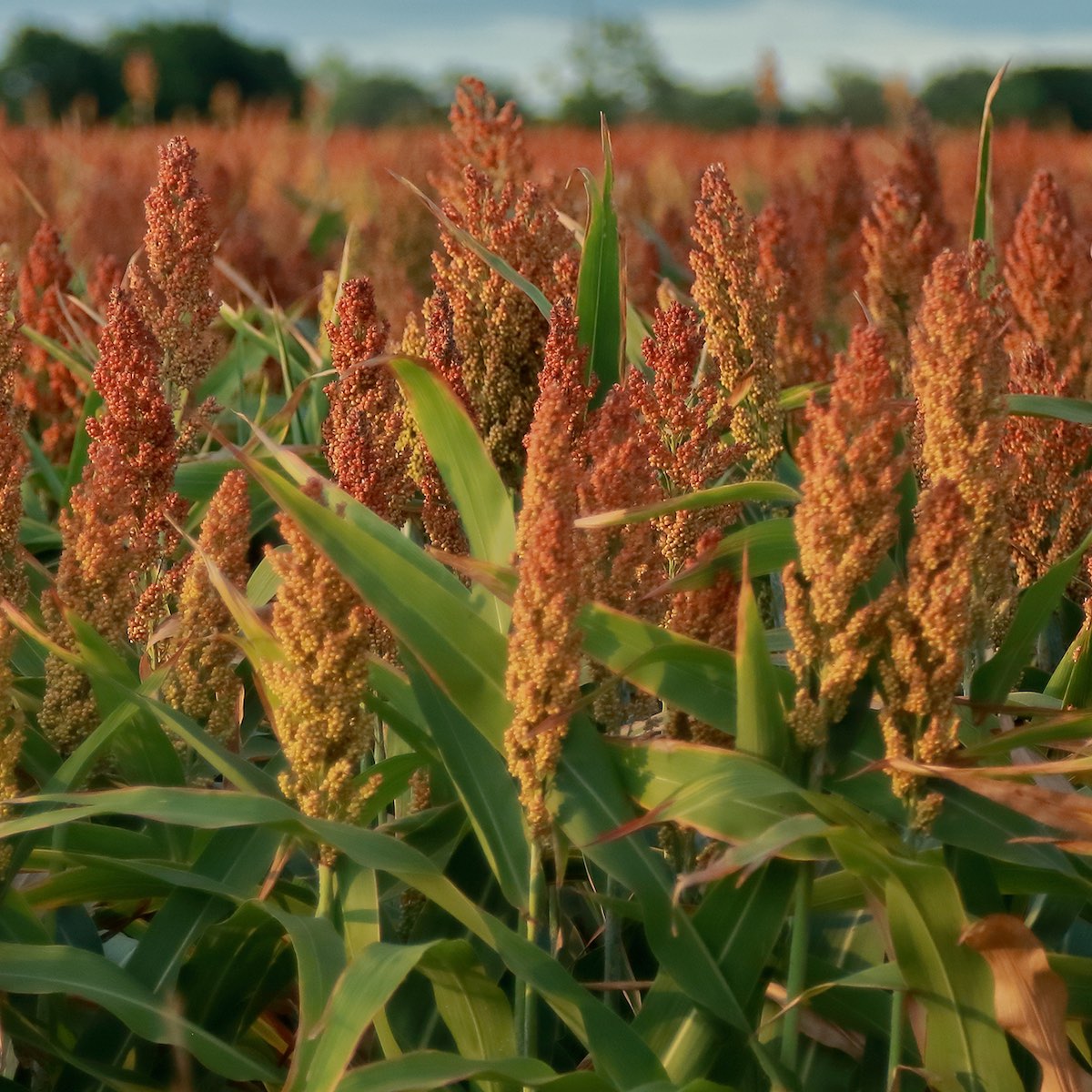 Sorghum