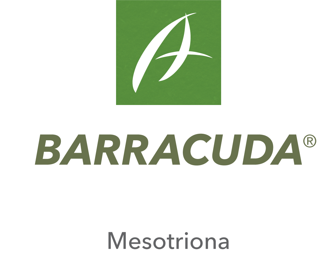 Barracuda