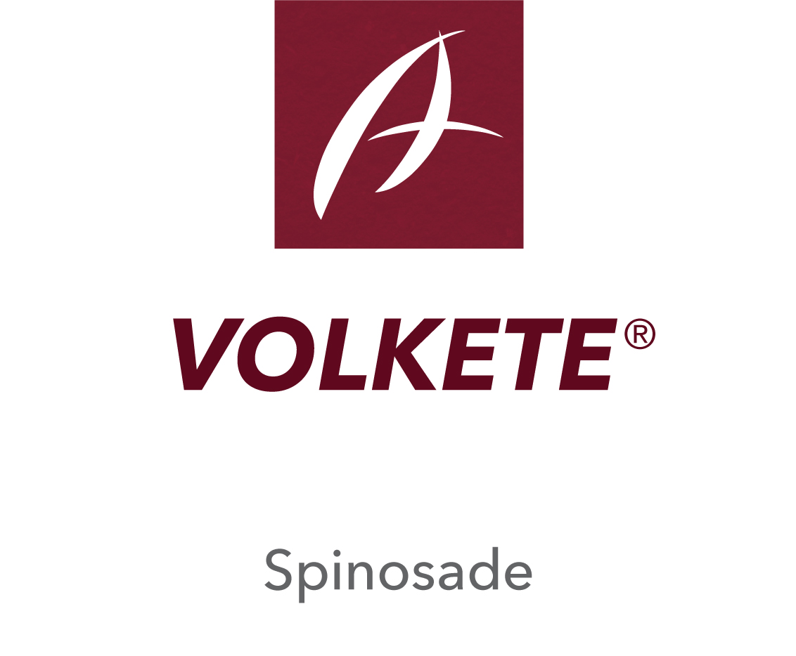 Volkete