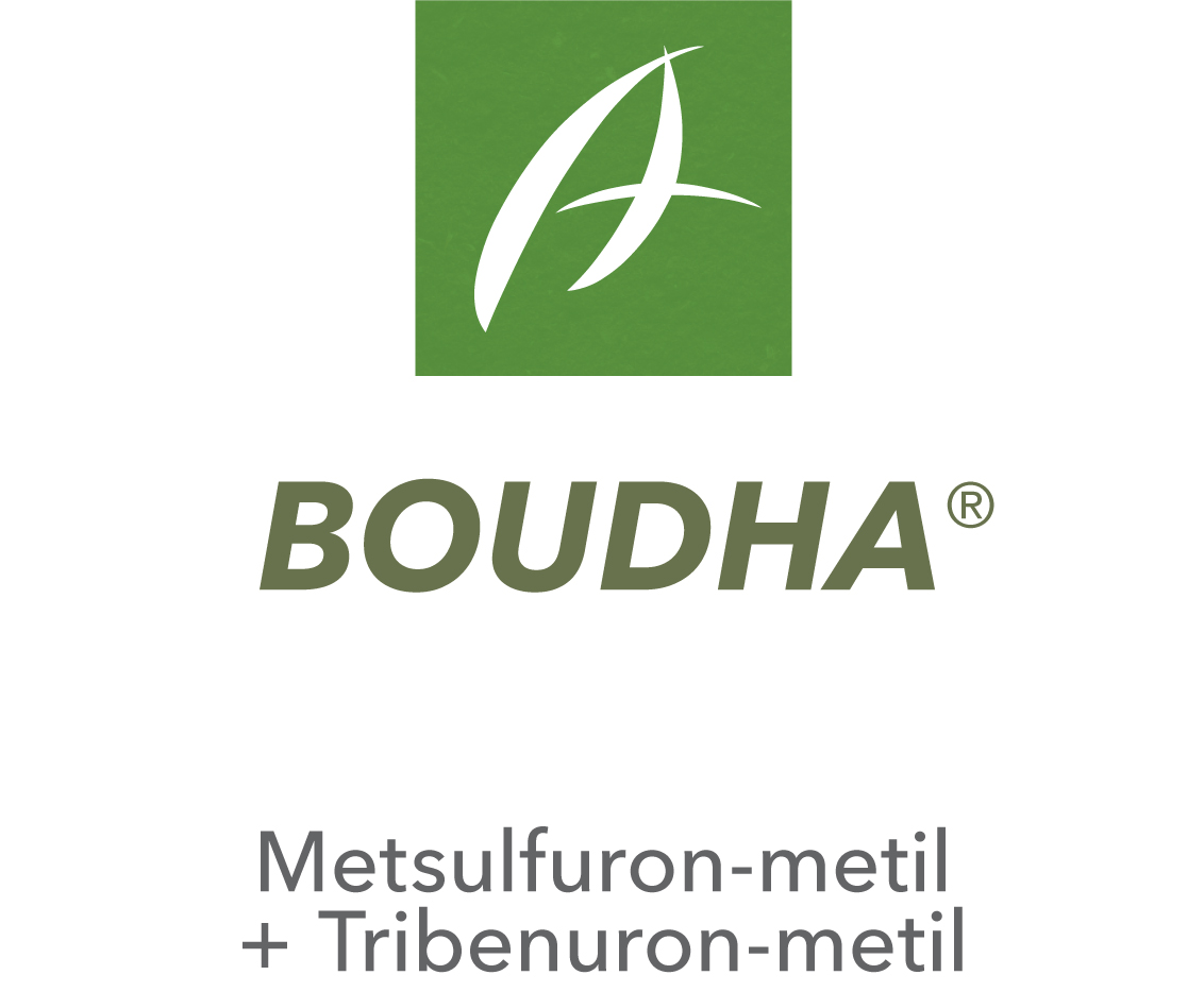 Boudha®