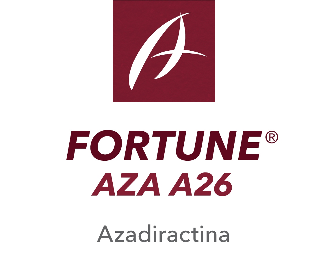 Fortune Aza A26