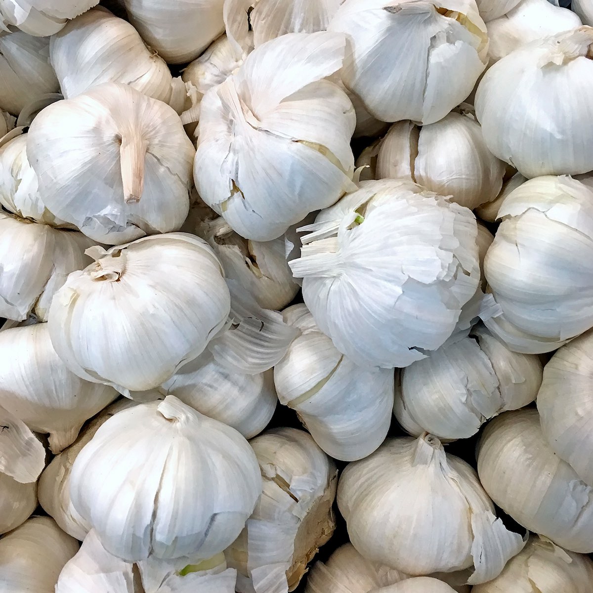 Garlic