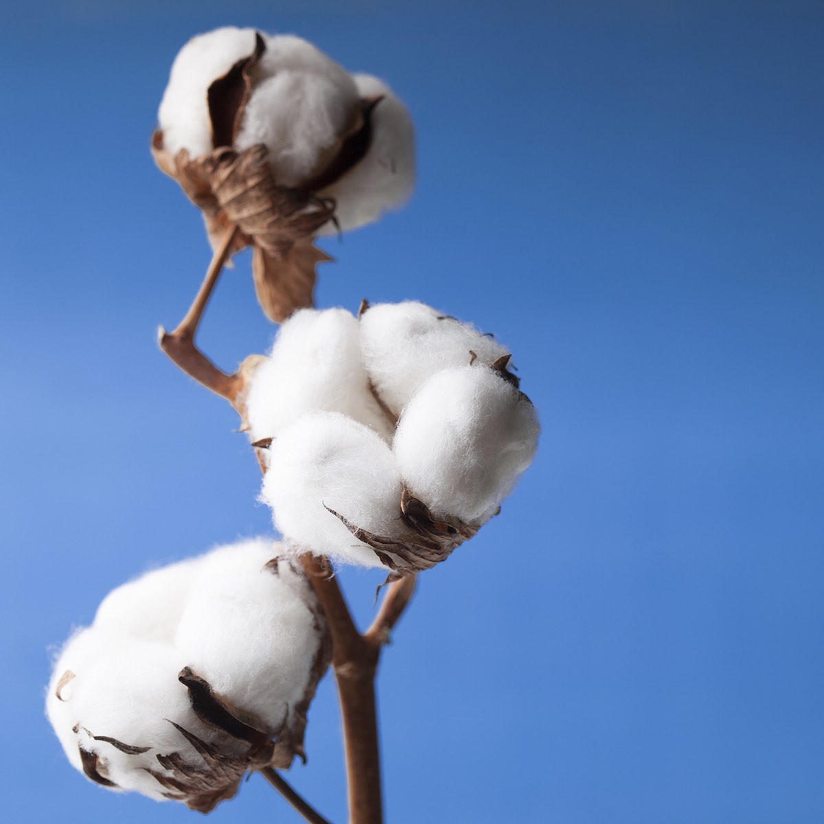 Cotton