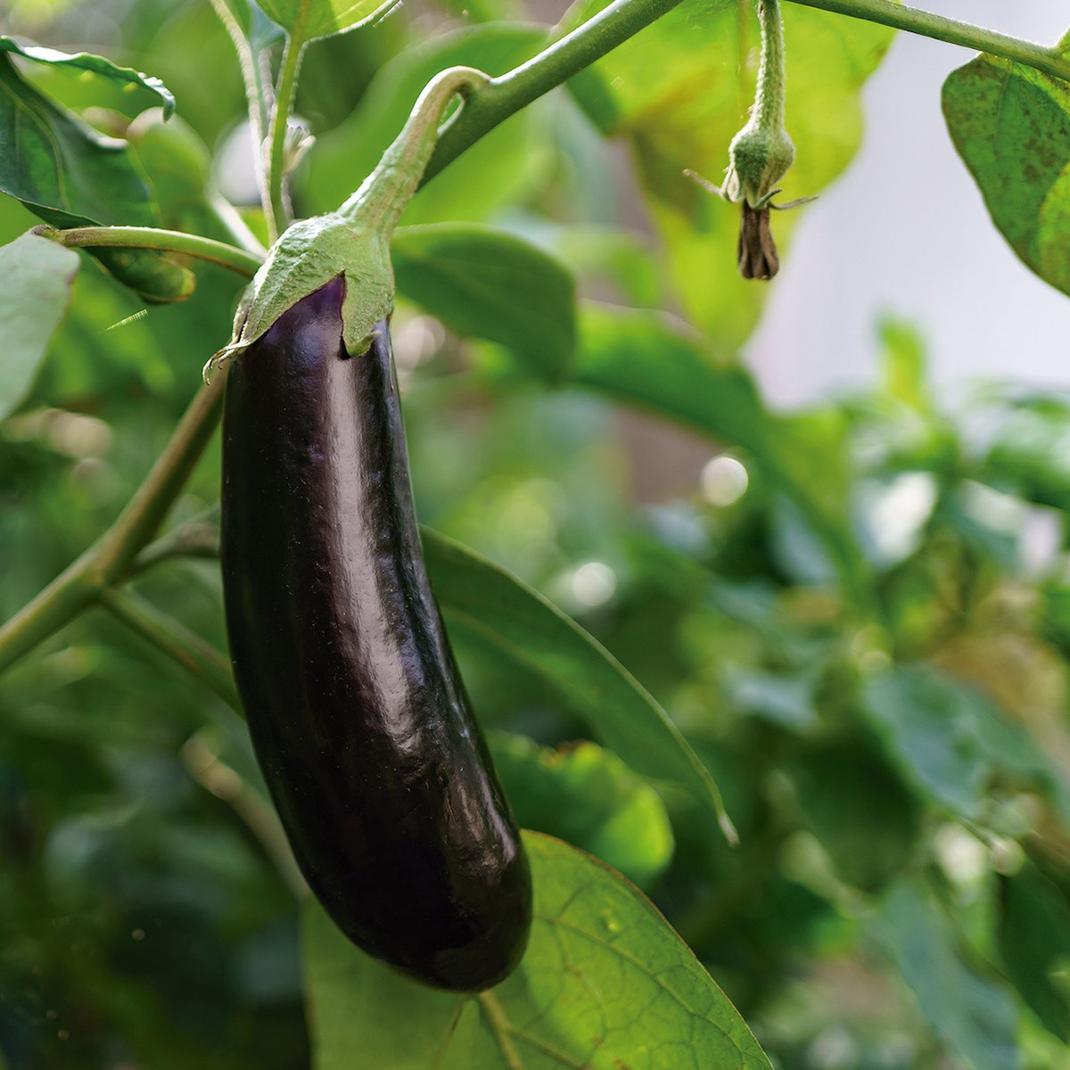 Eggplant