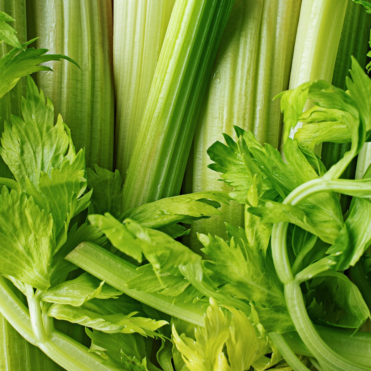 Celery