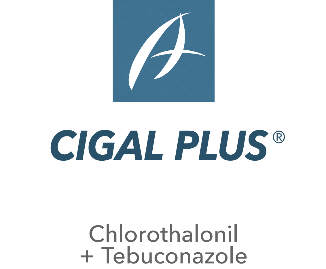 Cigal Plus®