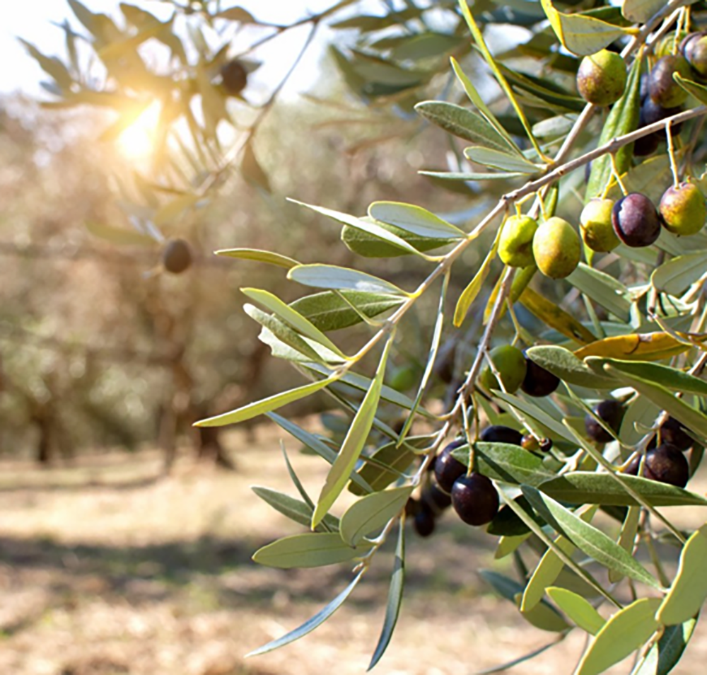 Zeytin 